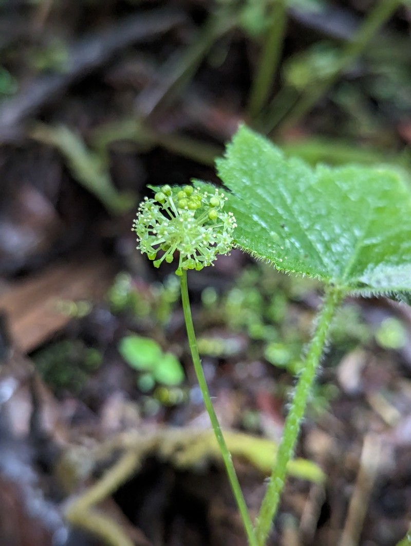 Hydrocotyle steyermarkii
