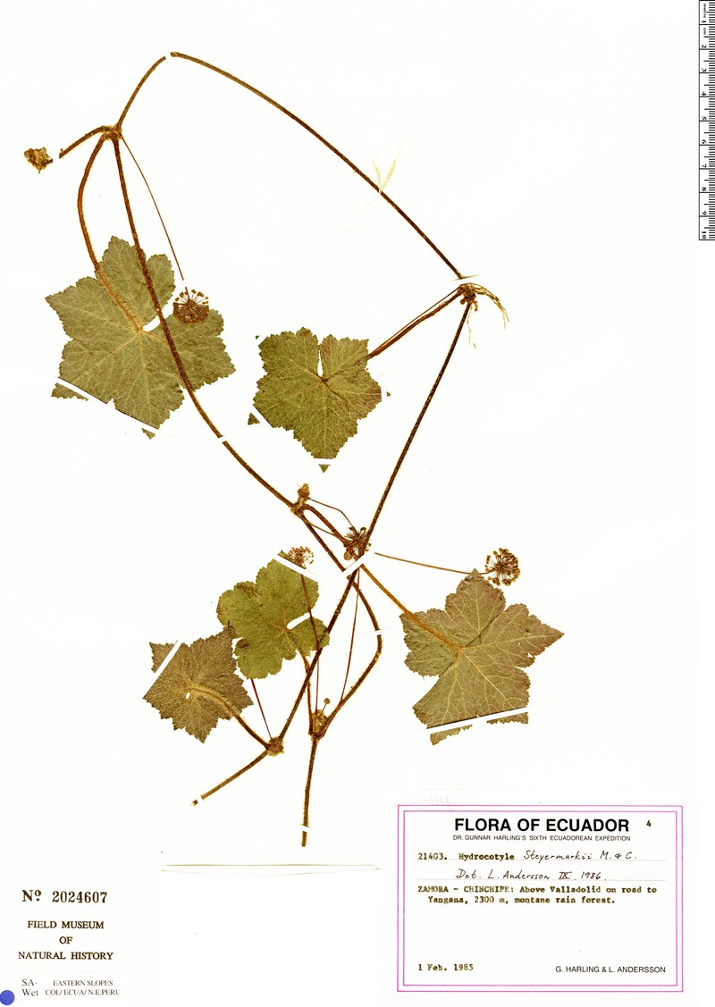Hydrocotyle steyermarkii photo 2