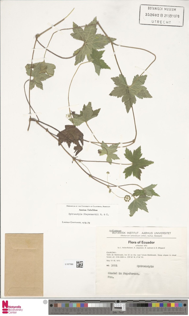 Hydrocotyle steyermarkii photo 4