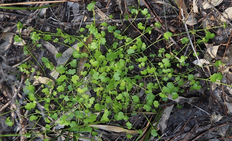 Hydrocotyle striata