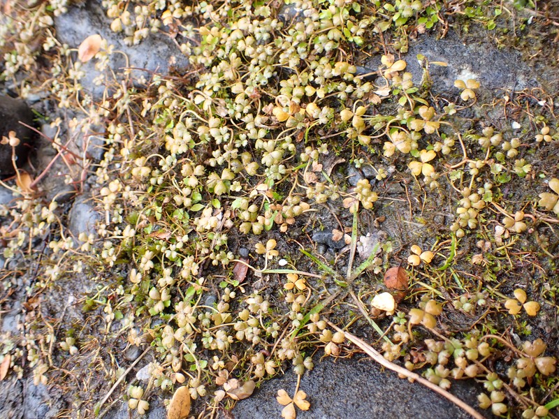 Hydrocotyle sulcata