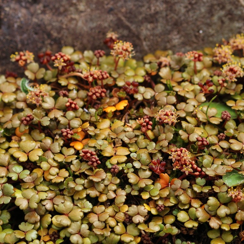 Hydrocotyle sulcata photo 2