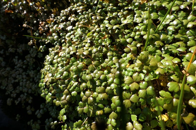 Hydrocotyle sulcata photo 3