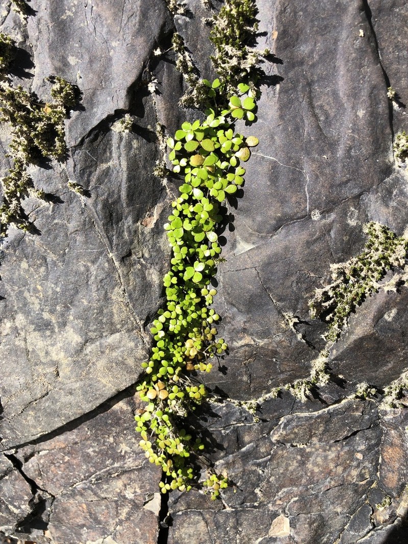 Hydrocotyle sulcata photo 4