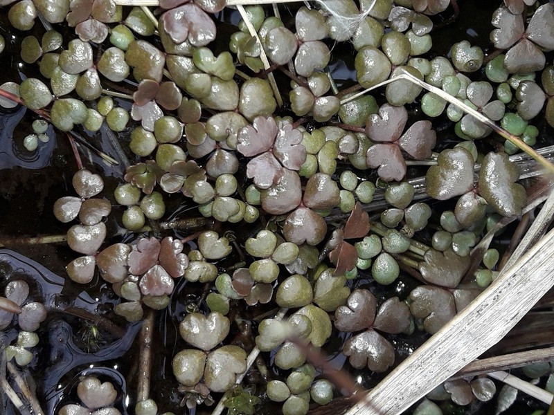 Hydrocotyle sulcata photo 5
