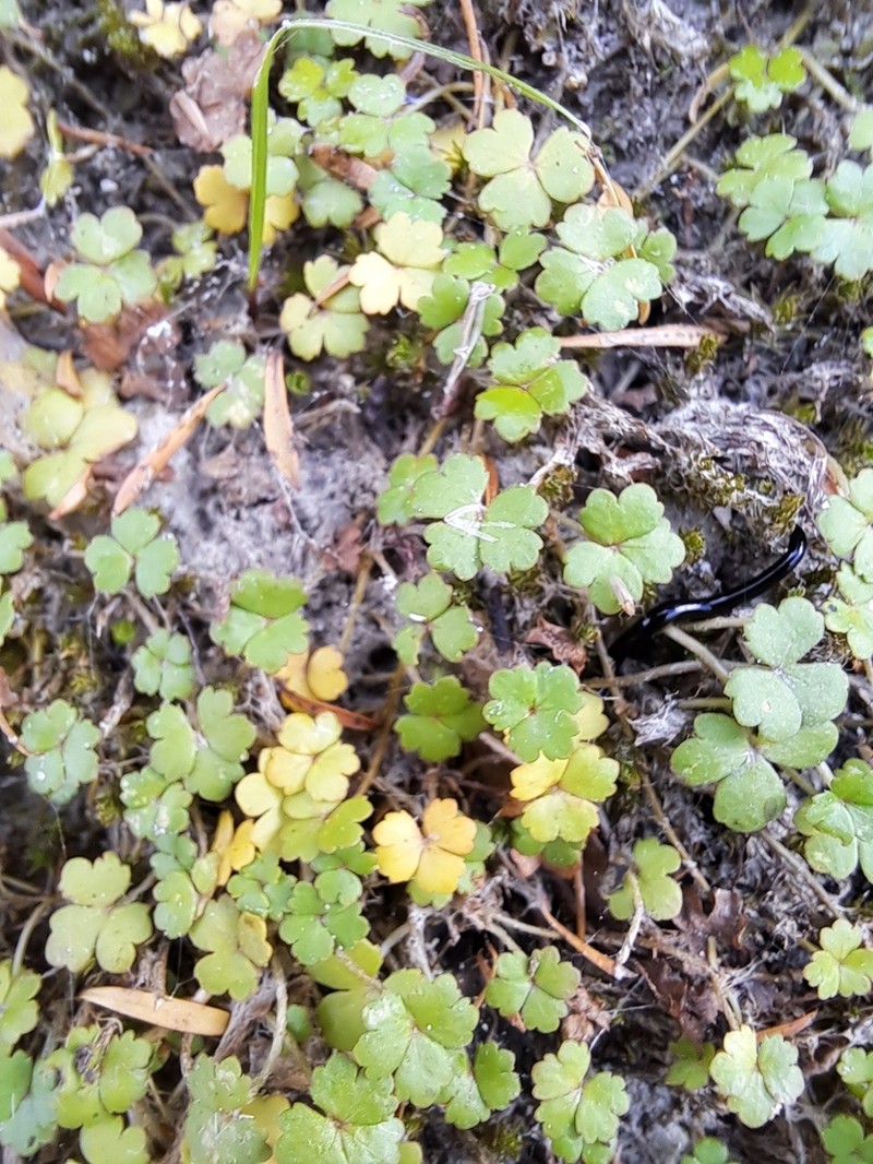 Hydrocotyle sulcata photo 6