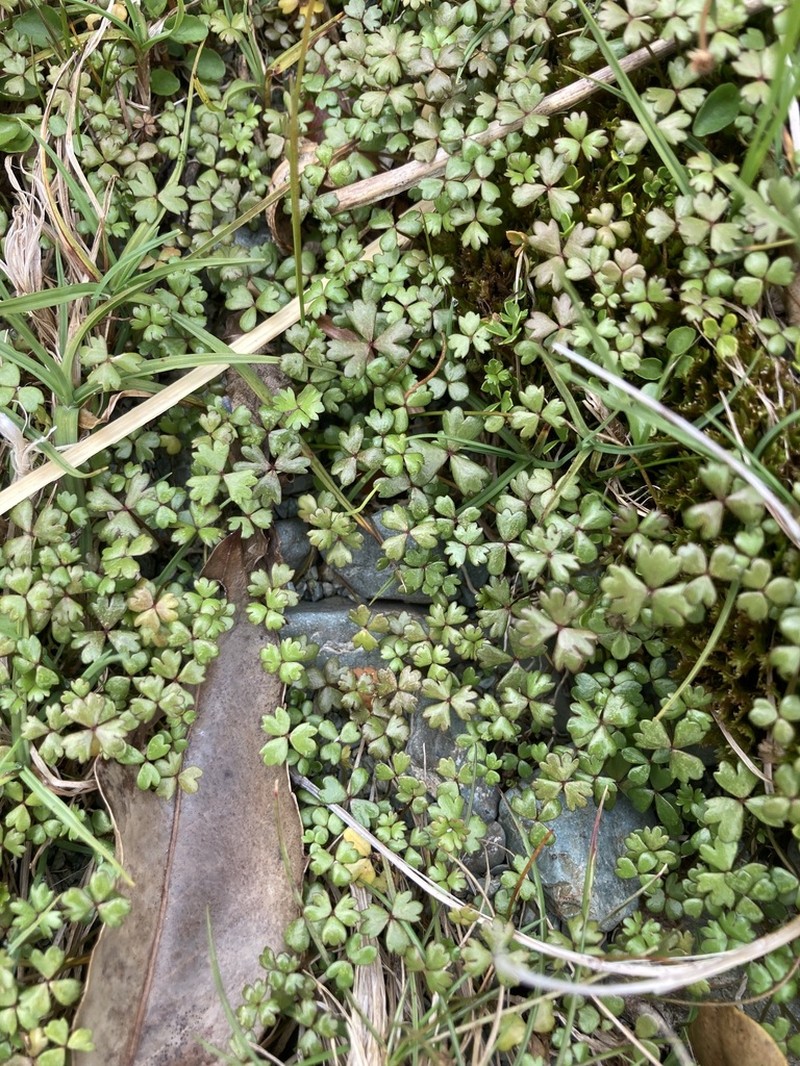 Hydrocotyle sulcata photo 7