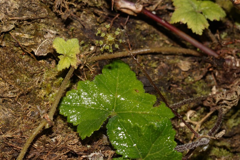 Hydrocotyle tambalomaensis