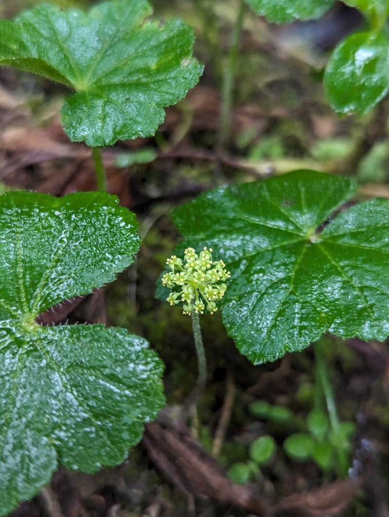 Hydrocotyle tambalomaensis photo 2
