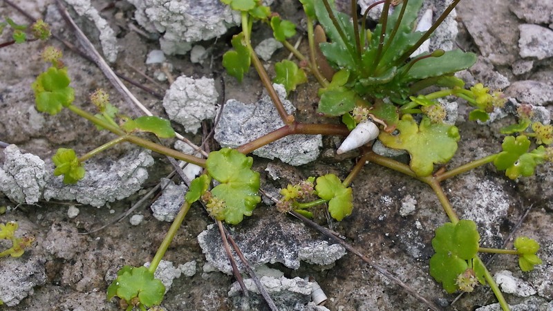 Hydrocotyle tetragonocarpa photo 2