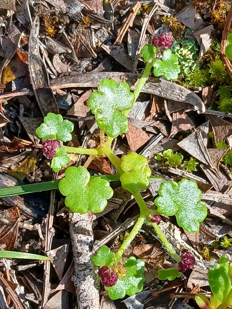 Hydrocotyle tetragonocarpa photo 3
