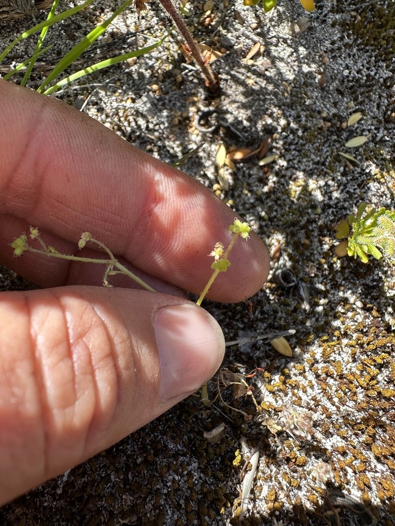 Hydrocotyle tetragonocarpa photo 4