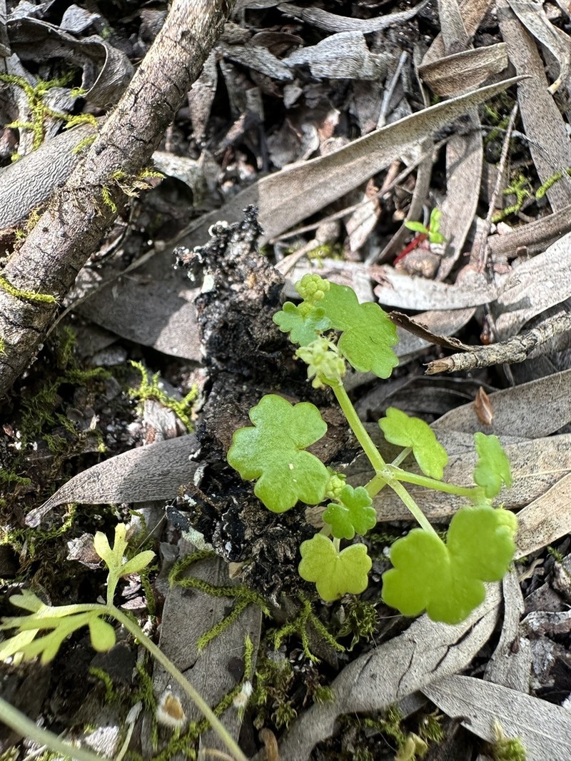 Hydrocotyle tetragonocarpa photo 5