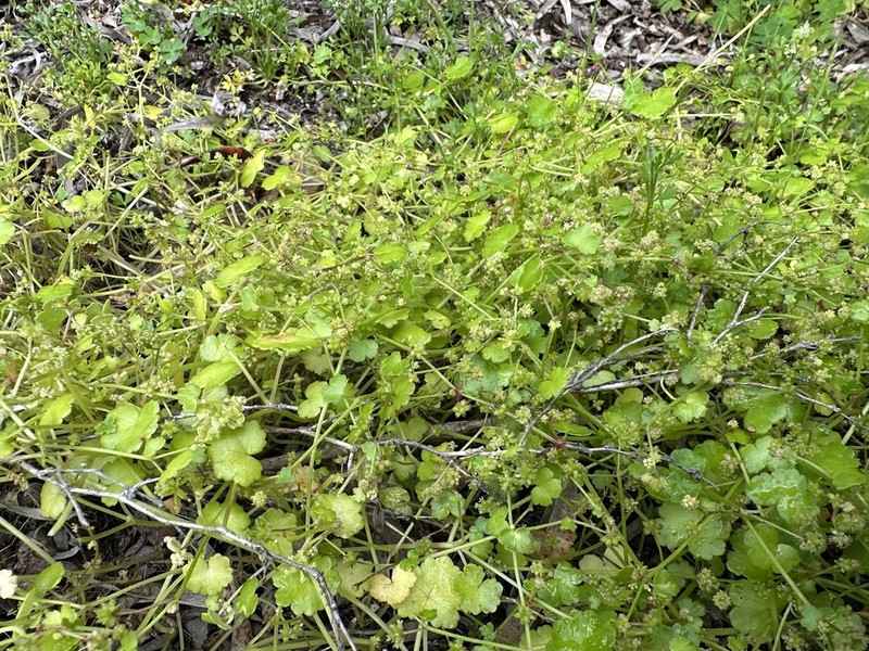 Hydrocotyle tetragonocarpa photo 6