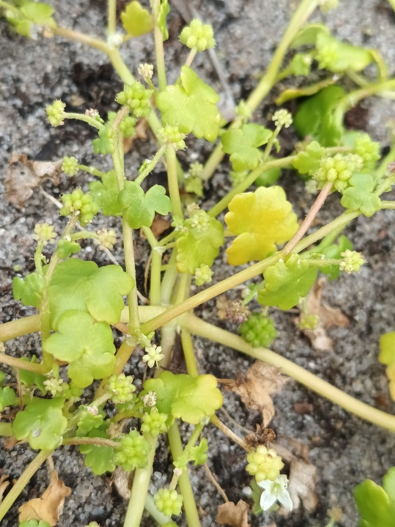 Hydrocotyle tetragonocarpa photo 7