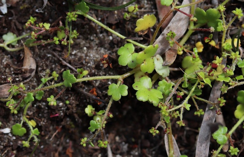 Hydrocotyle tetragonocarpa photo 8