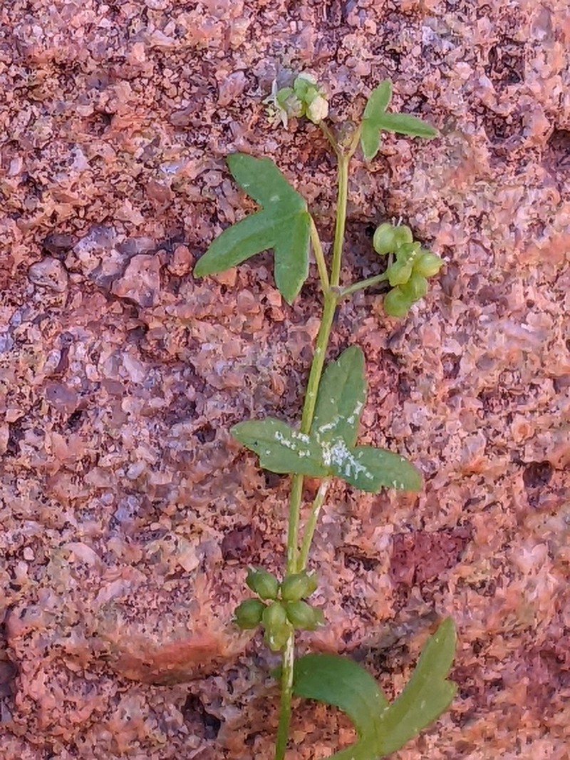 Hydrocotyle trachycarpa