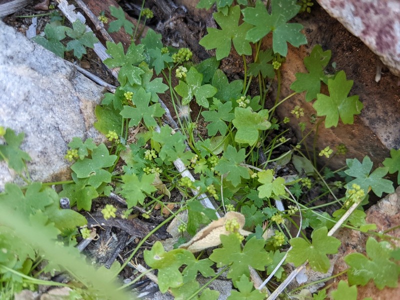 Hydrocotyle trachycarpa photo 2