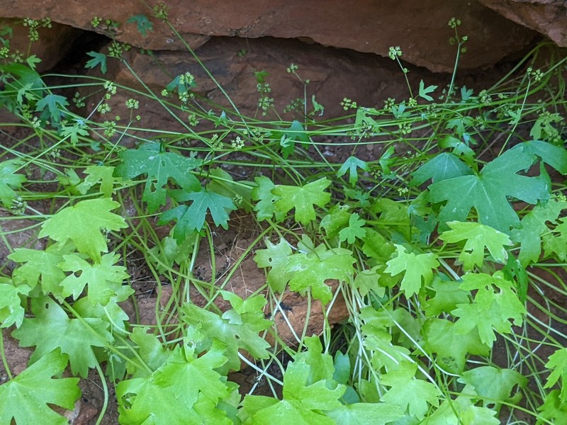 Hydrocotyle trachycarpa photo 3