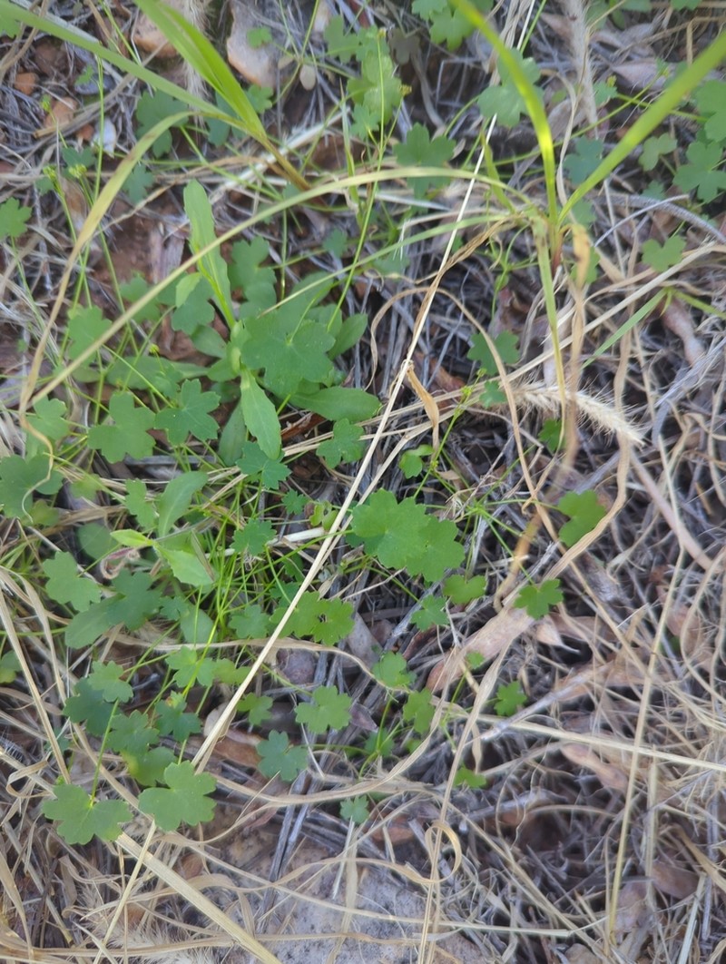 Hydrocotyle trachycarpa photo 4