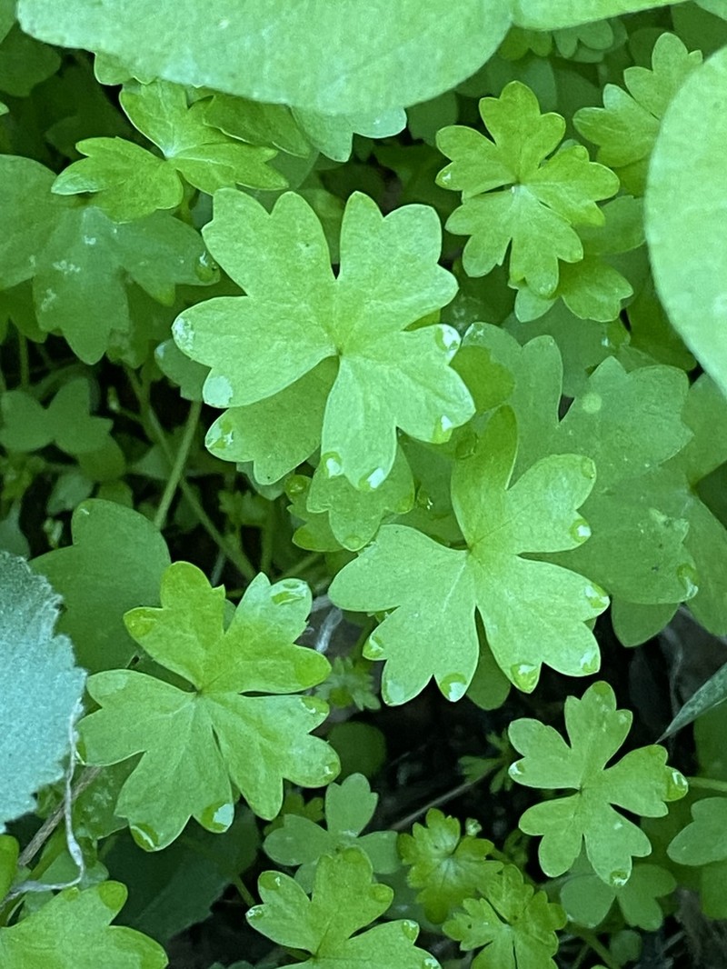 Hydrocotyle trachycarpa photo 5