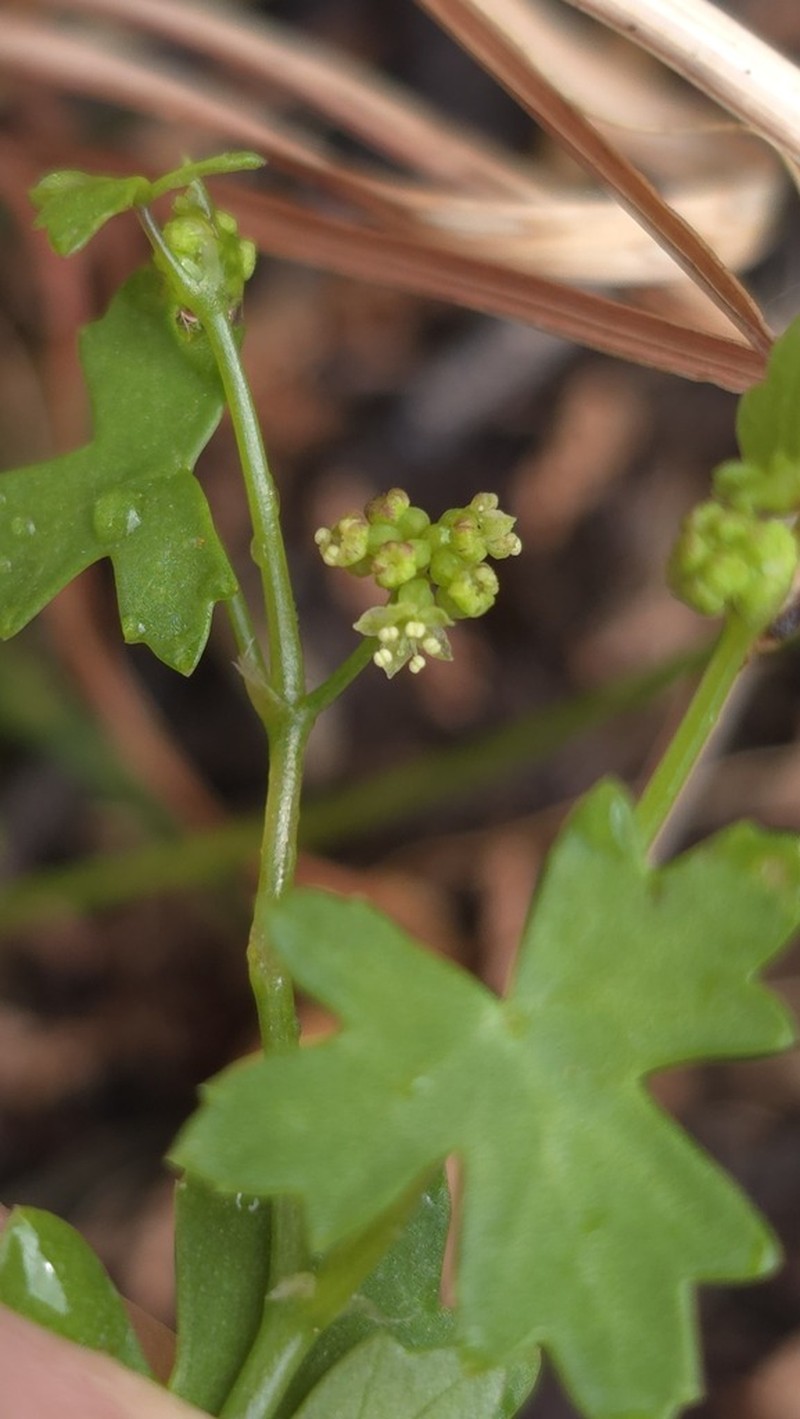 Hydrocotyle trachycarpa photo 6