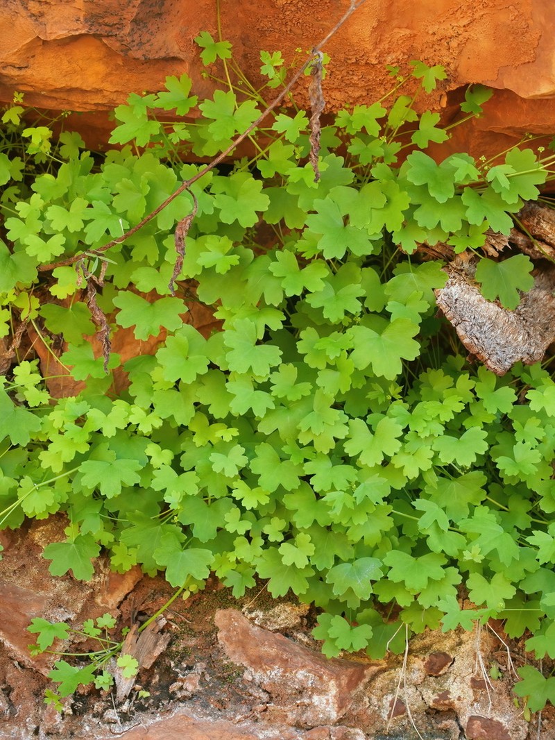 Hydrocotyle trachycarpa photo 7