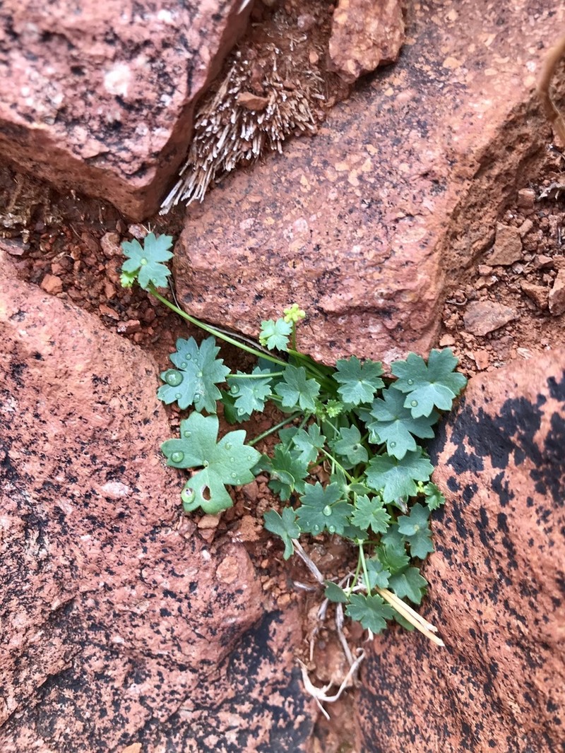 Hydrocotyle trachycarpa photo 8