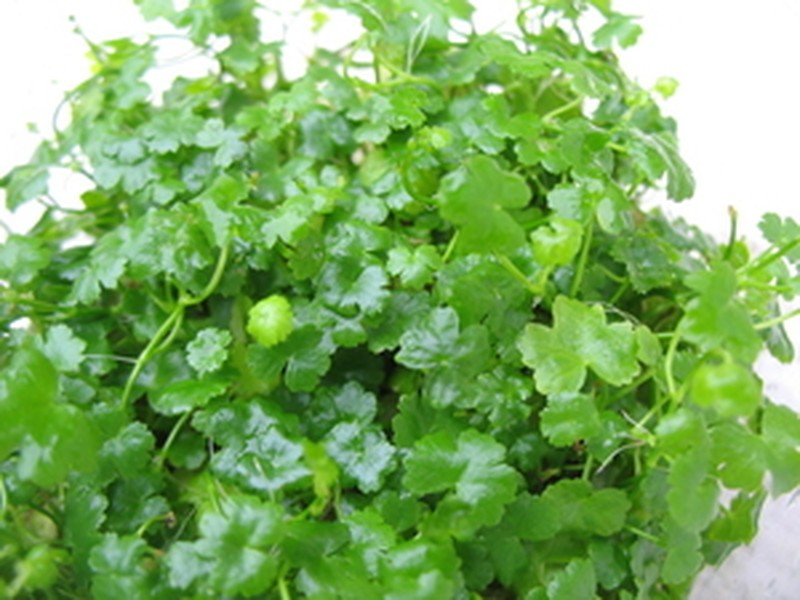 Hydrocotyle tripartita