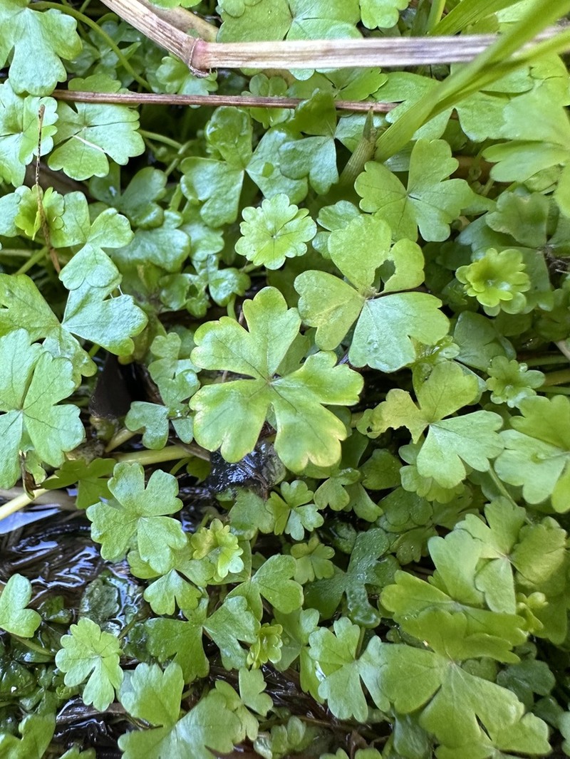 Hydrocotyle tripartita photo 2