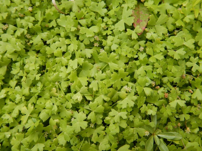 Hydrocotyle tripartita photo 3