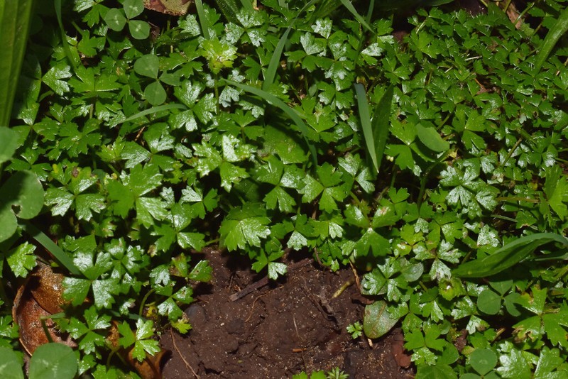 Hydrocotyle tripartita photo 4