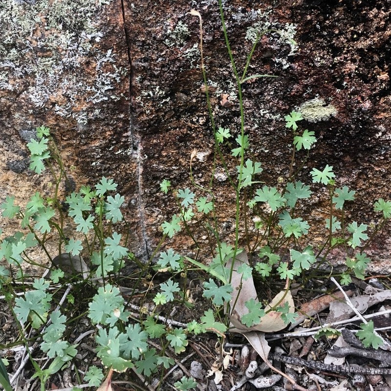 Hydrocotyle tripartita photo 5