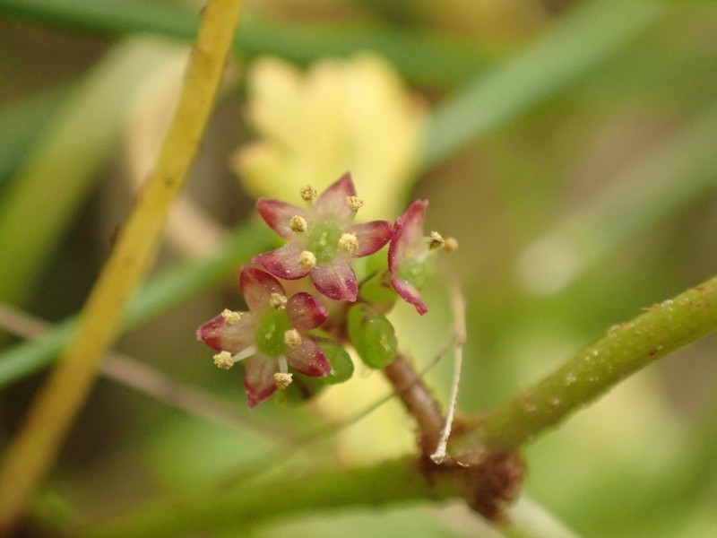Hydrocotyle tripartita photo 6