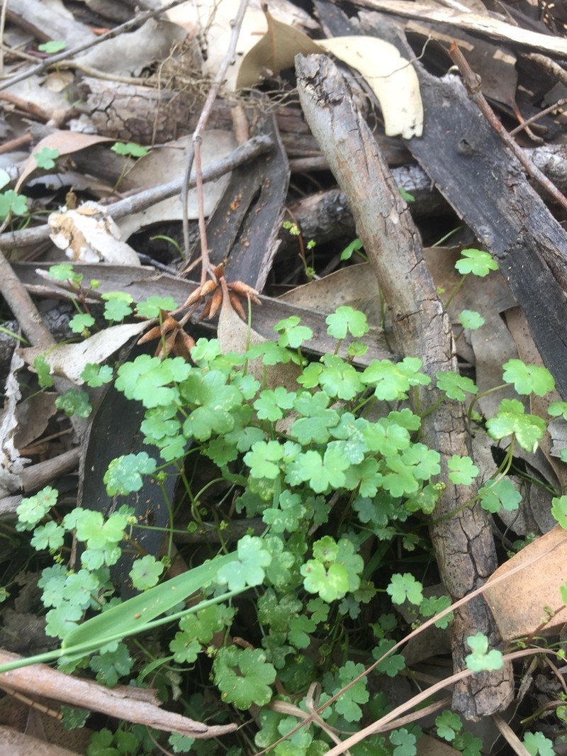 Hydrocotyle tripartita photo 7