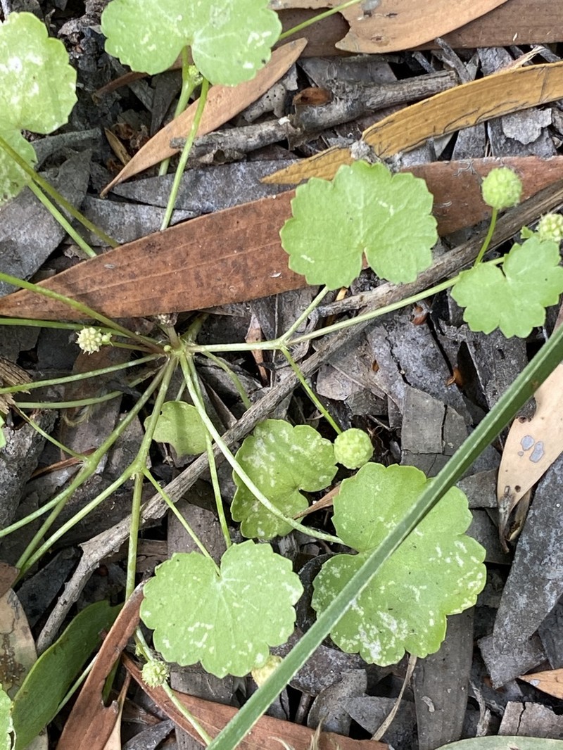 Hydrocotyle tumida