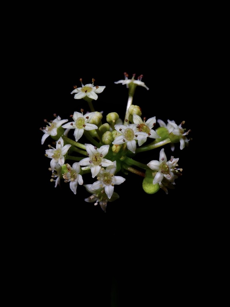 Manyflower Marshpennywort