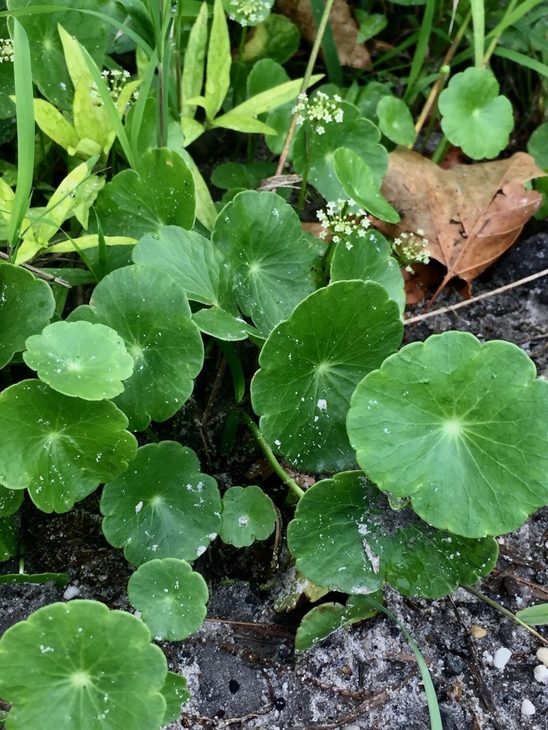 Manyflower Marshpennywort photo 2