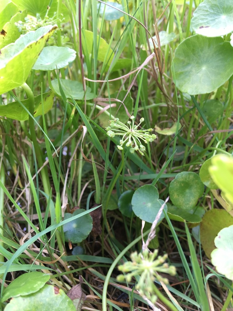 Manyflower Marshpennywort photo 3