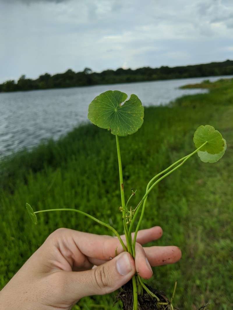 Manyflower Marshpennywort photo 4