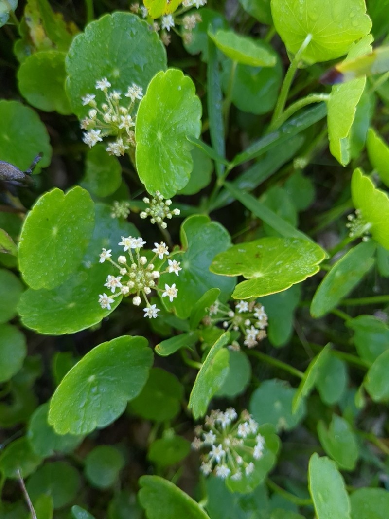 Manyflower Marshpennywort photo 5