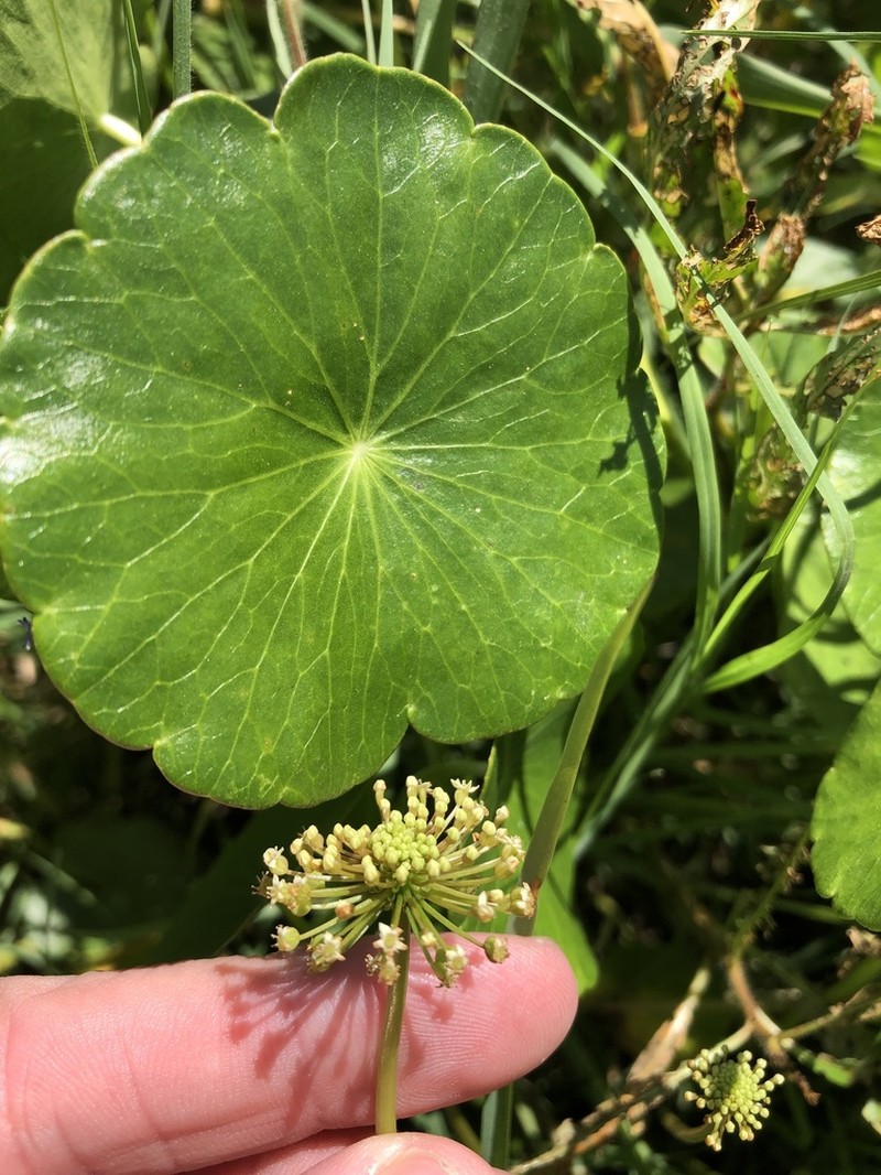 Manyflower Marshpennywort photo 6