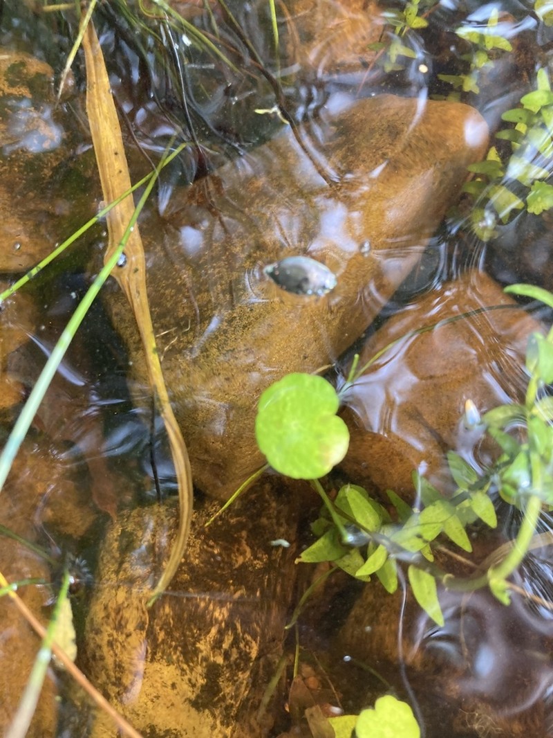 Manyflower Marshpennywort photo 7