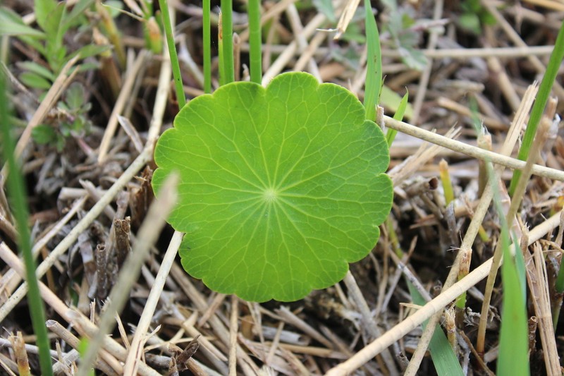 Manyflower Marshpennywort photo 8