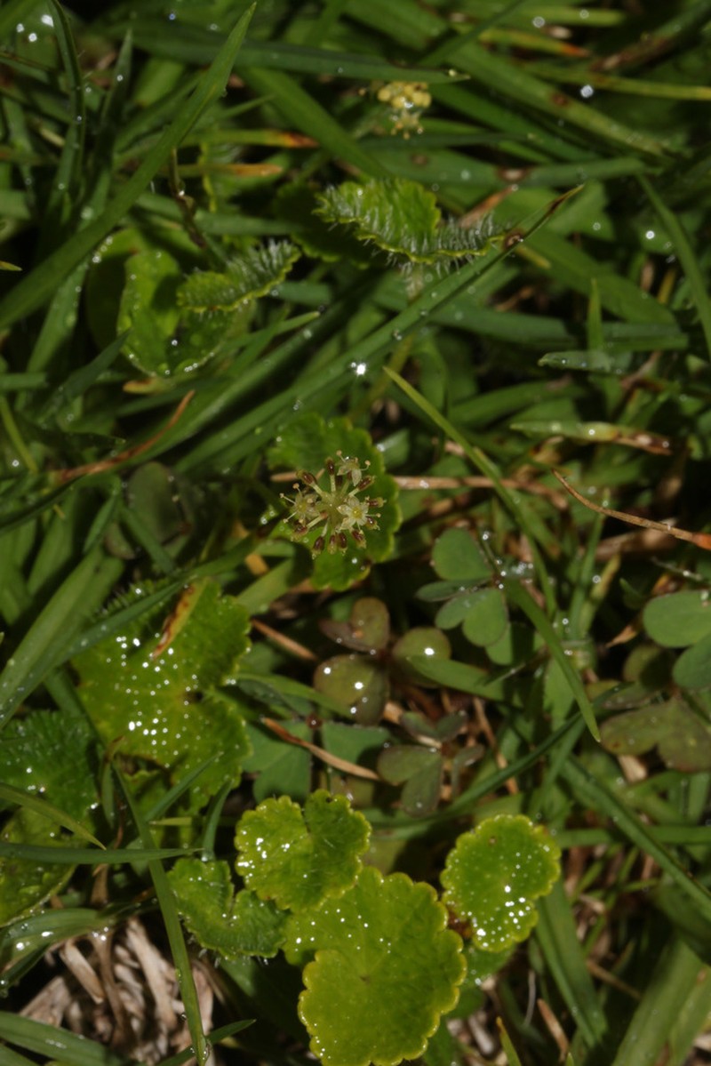 Hydrocotyle urbaniana