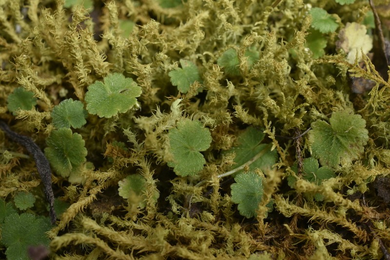 Hydrocotyle urbaniana photo 2