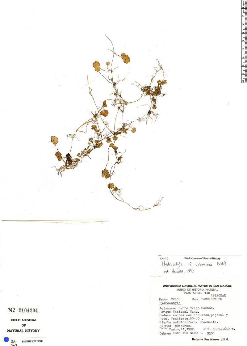 Hydrocotyle urbaniana photo 3