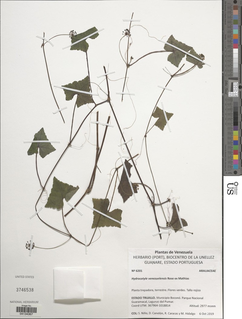 Hydrocotyle venezuelensis