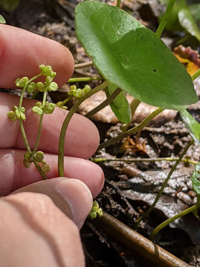 Whorled Marshpennywort