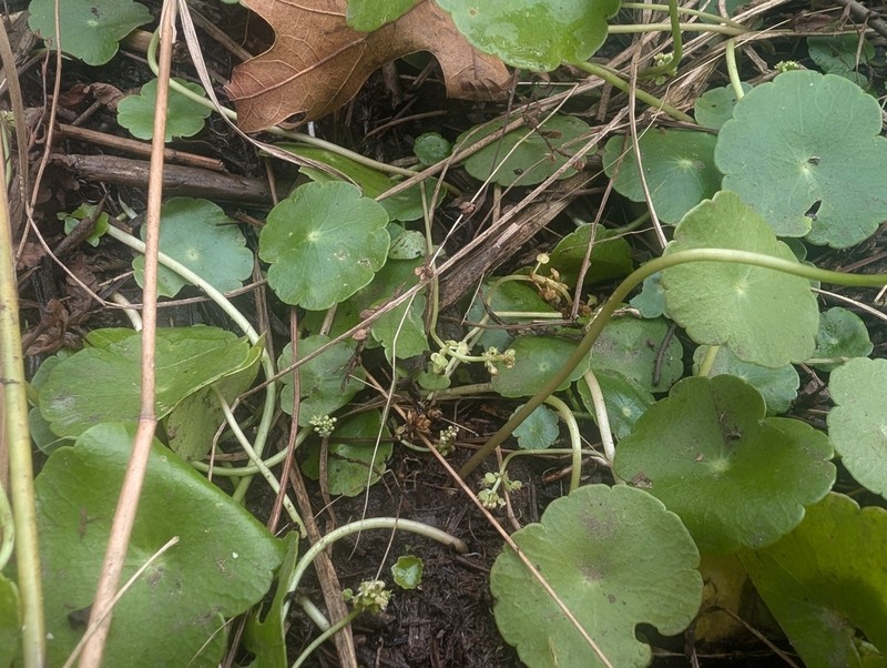 Whorled Marshpennywort photo 4